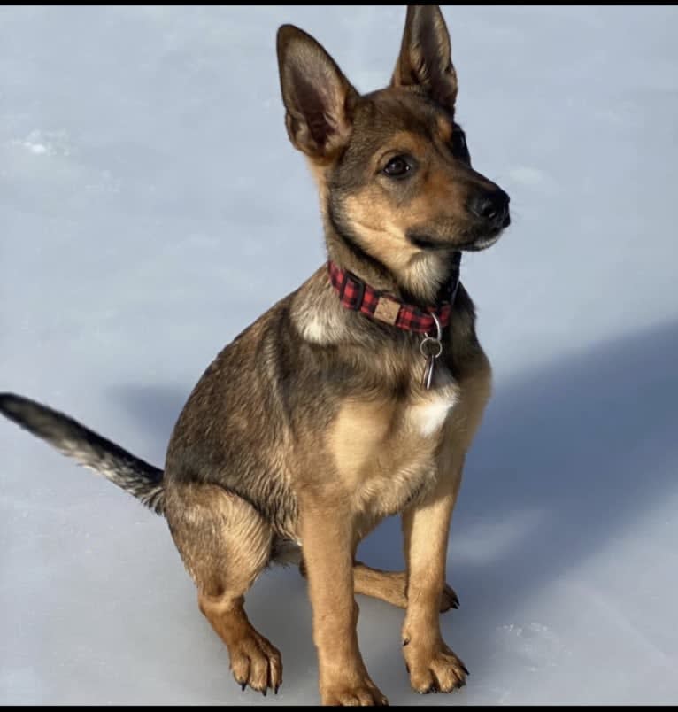 Alemã, a German Shepherd Dog and Australian Cattle Dog mix tested with EmbarkVet.com