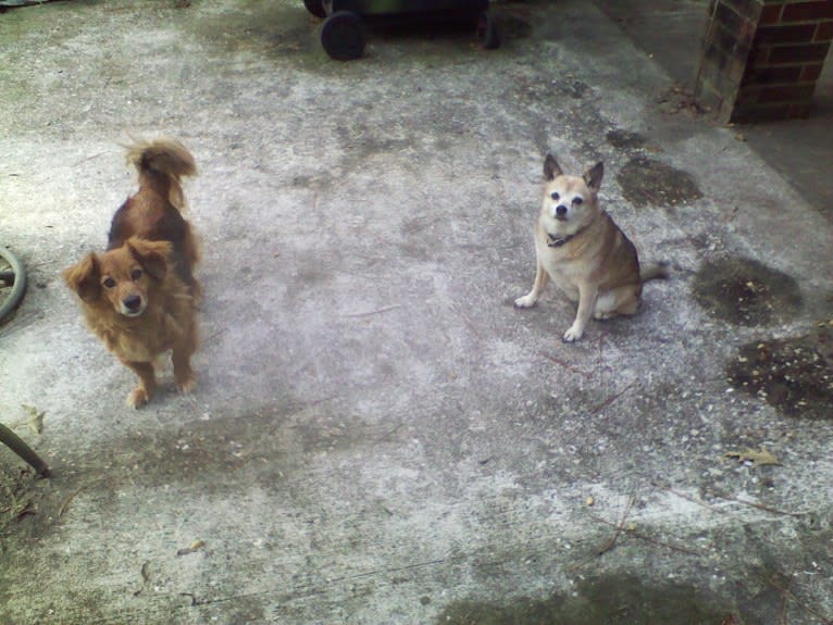 Lassie, a Pomeranian and Rat Terrier mix tested with EmbarkVet.com