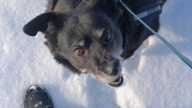 Mažė, an European Village Dog tested with EmbarkVet.com