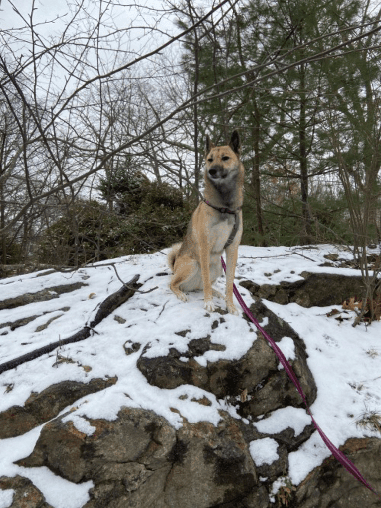 Raven, a West Siberian Laika tested with EmbarkVet.com