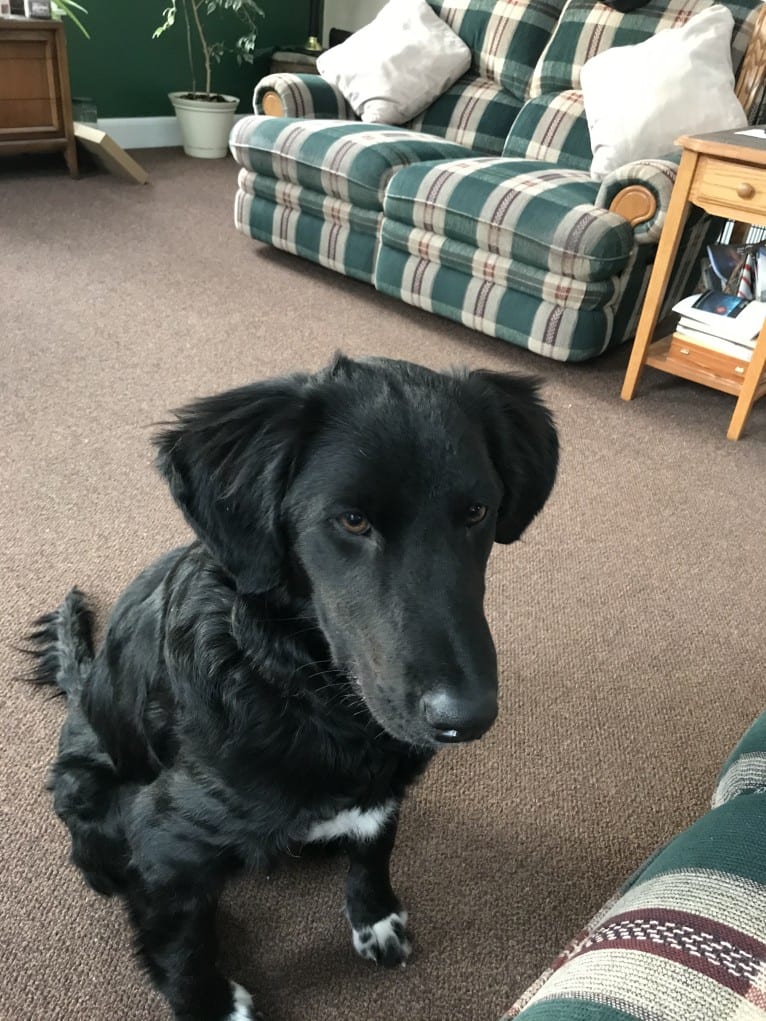 Care Bear Ross, a Labrador Retriever and Australian Cattle Dog mix tested with EmbarkVet.com