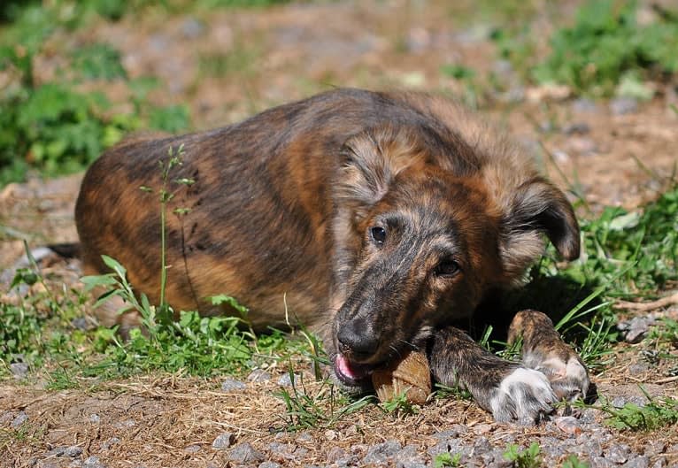 Jumpystumpy, a Silken Windhound tested with EmbarkVet.com