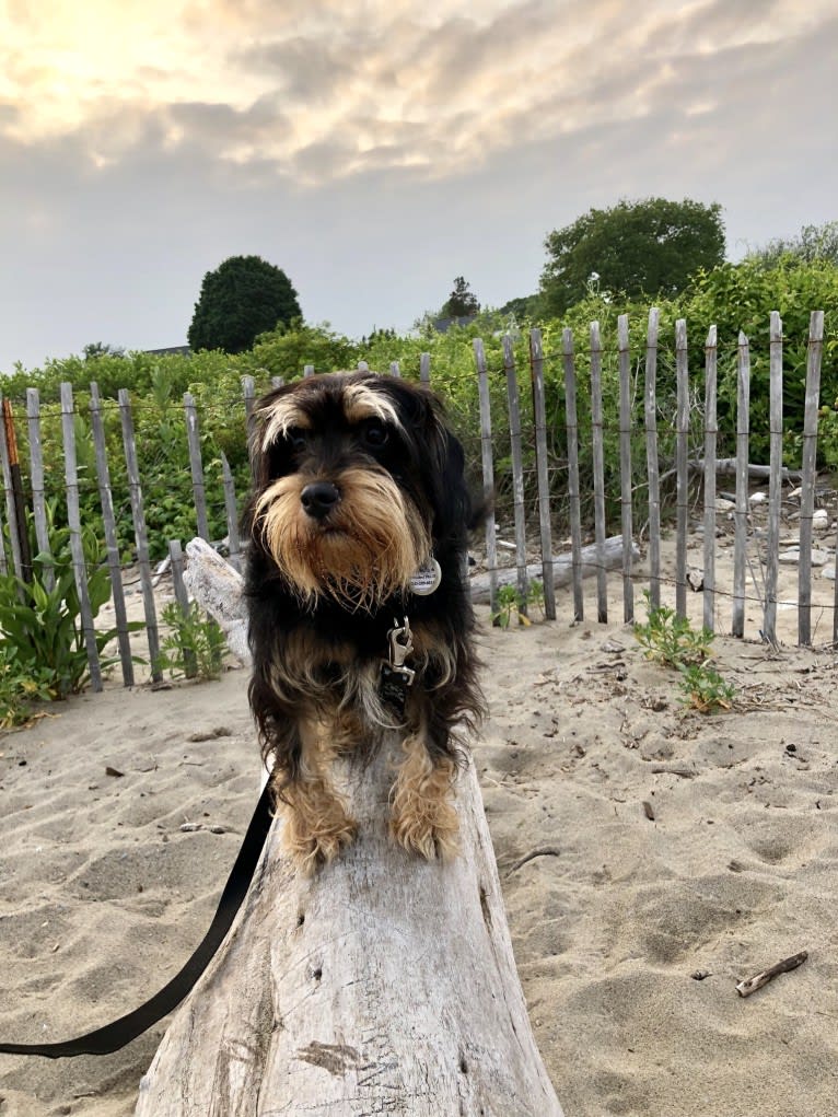 Zoey Zozo, a Miniature Schnauzer and Cocker Spaniel mix tested with EmbarkVet.com