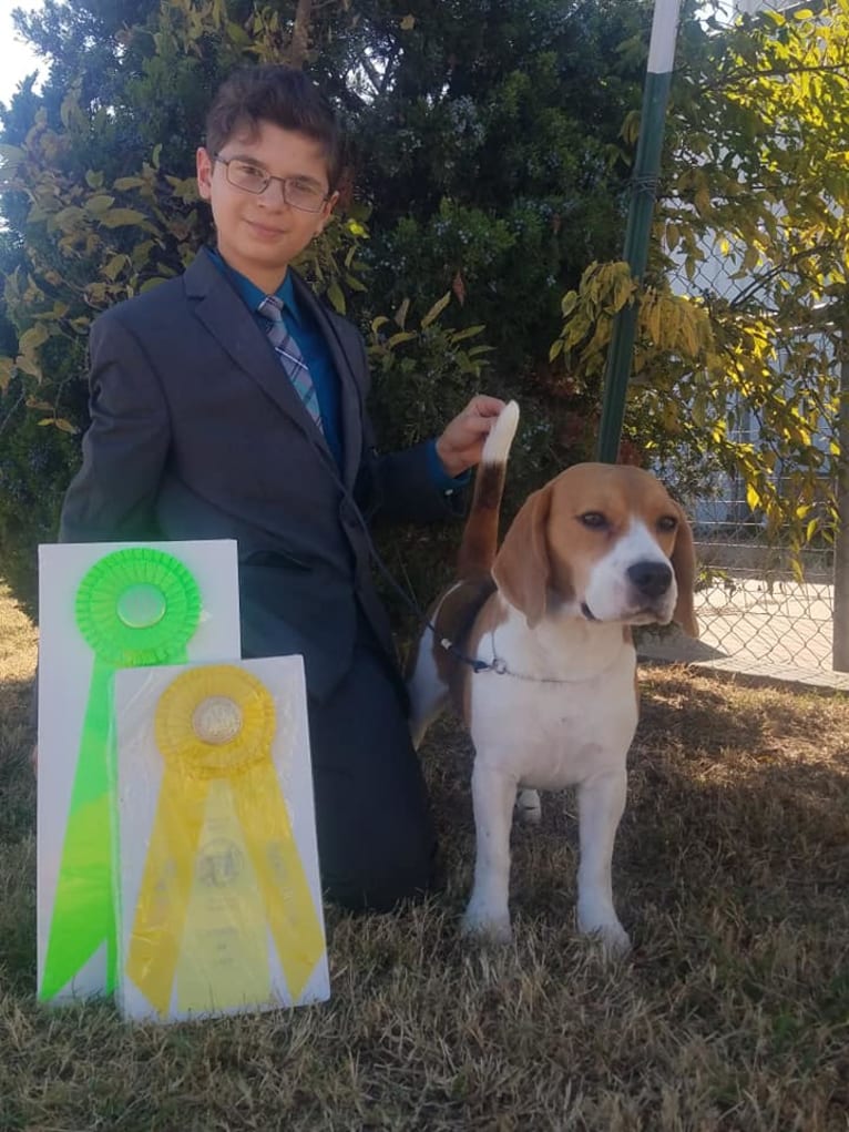 Coulson, a Beagle tested with EmbarkVet.com