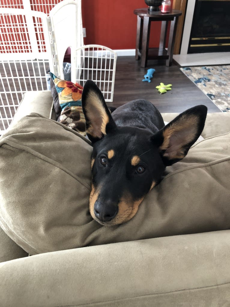 Blitzen, an Australian Cattle Dog and Doberman Pinscher mix tested with EmbarkVet.com