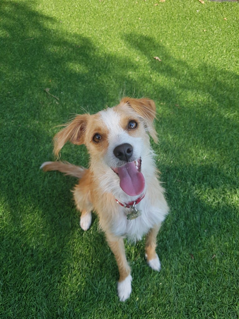 Sully, a Poodle (Small) and Pekingese mix tested with EmbarkVet.com