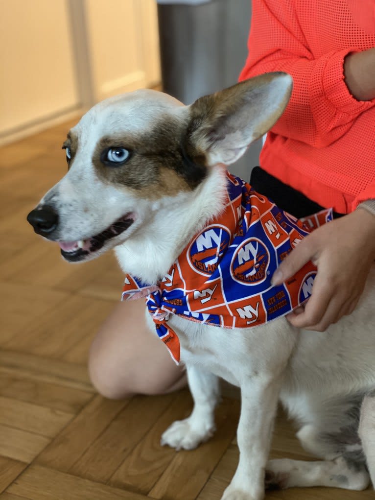 Marco, a Chihuahua and Siberian Husky mix tested with EmbarkVet.com