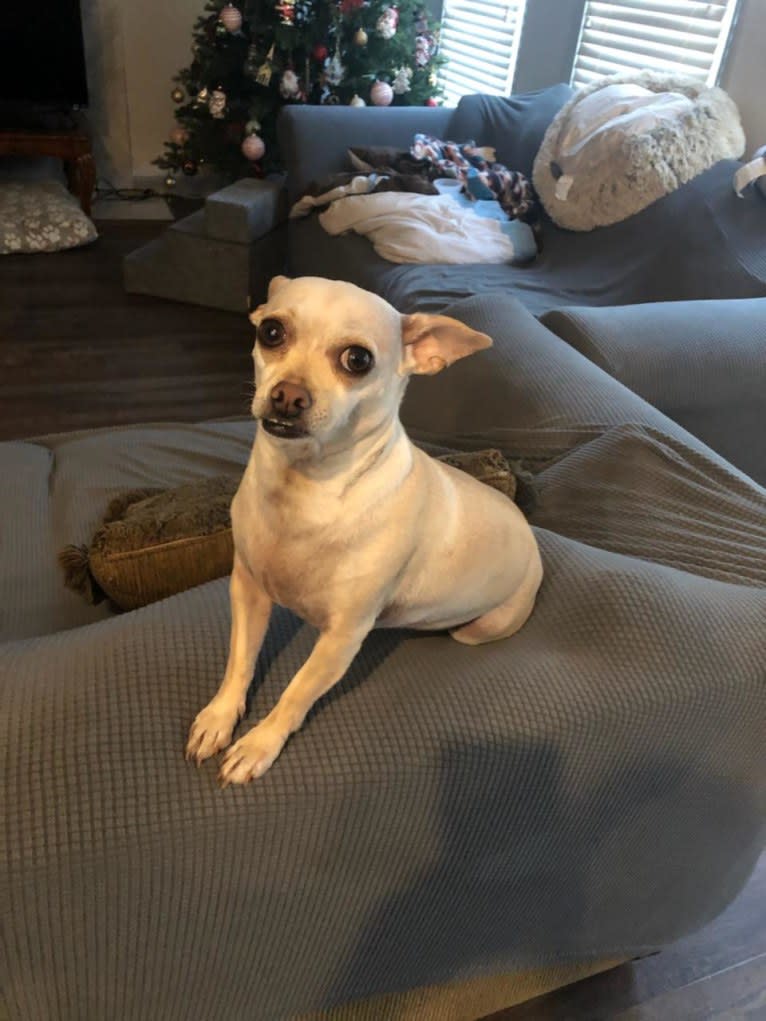 Panilla, a Chihuahua (12.9% unresolved) tested with EmbarkVet.com