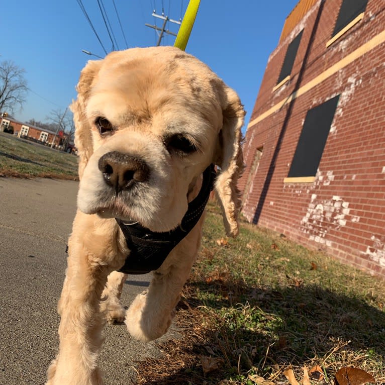 Hoshi, a Cocker Spaniel tested with EmbarkVet.com