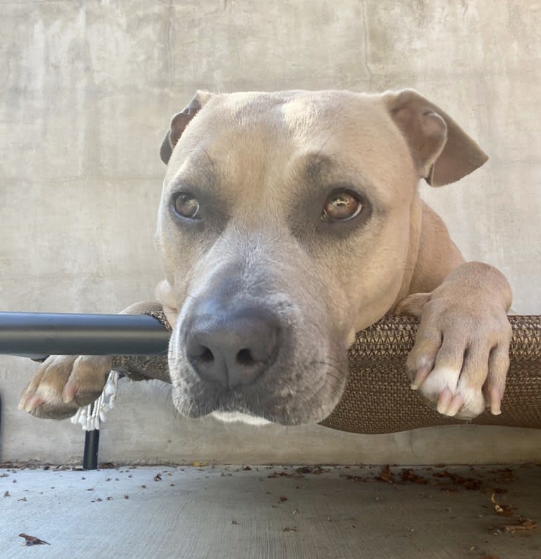 Dani, an American Bully and German Shepherd Dog mix tested with EmbarkVet.com