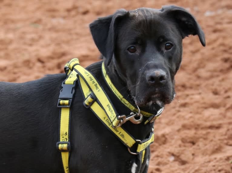 Raphael, a Boxer and Labrador Retriever mix tested with EmbarkVet.com