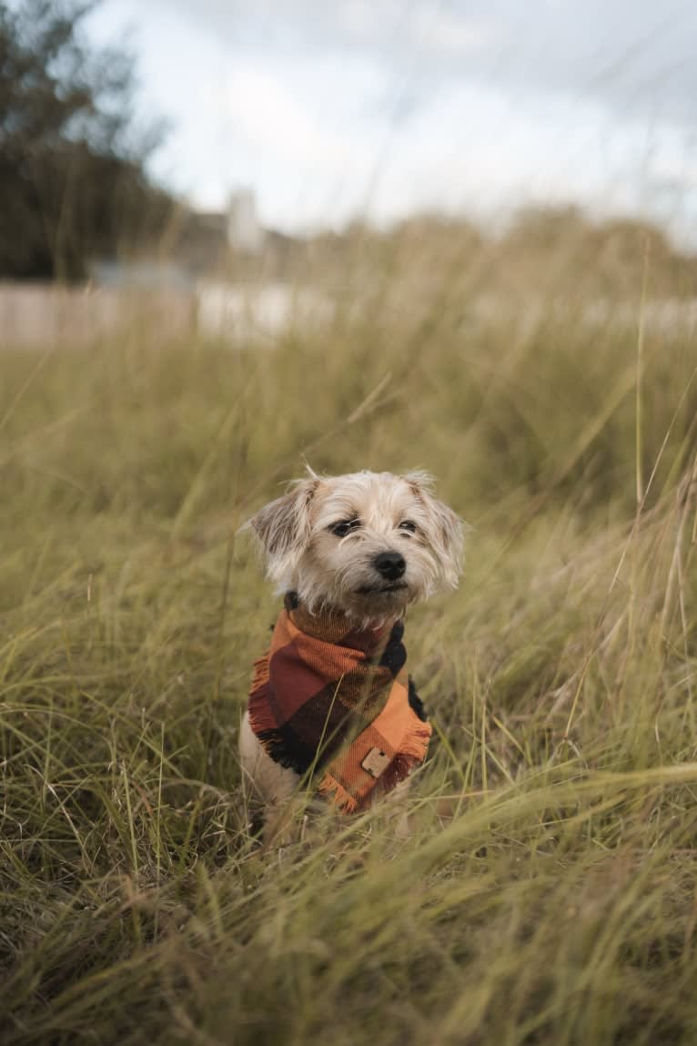 Pippa, a Miniature Schnauzer and Dachshund mix tested with EmbarkVet.com