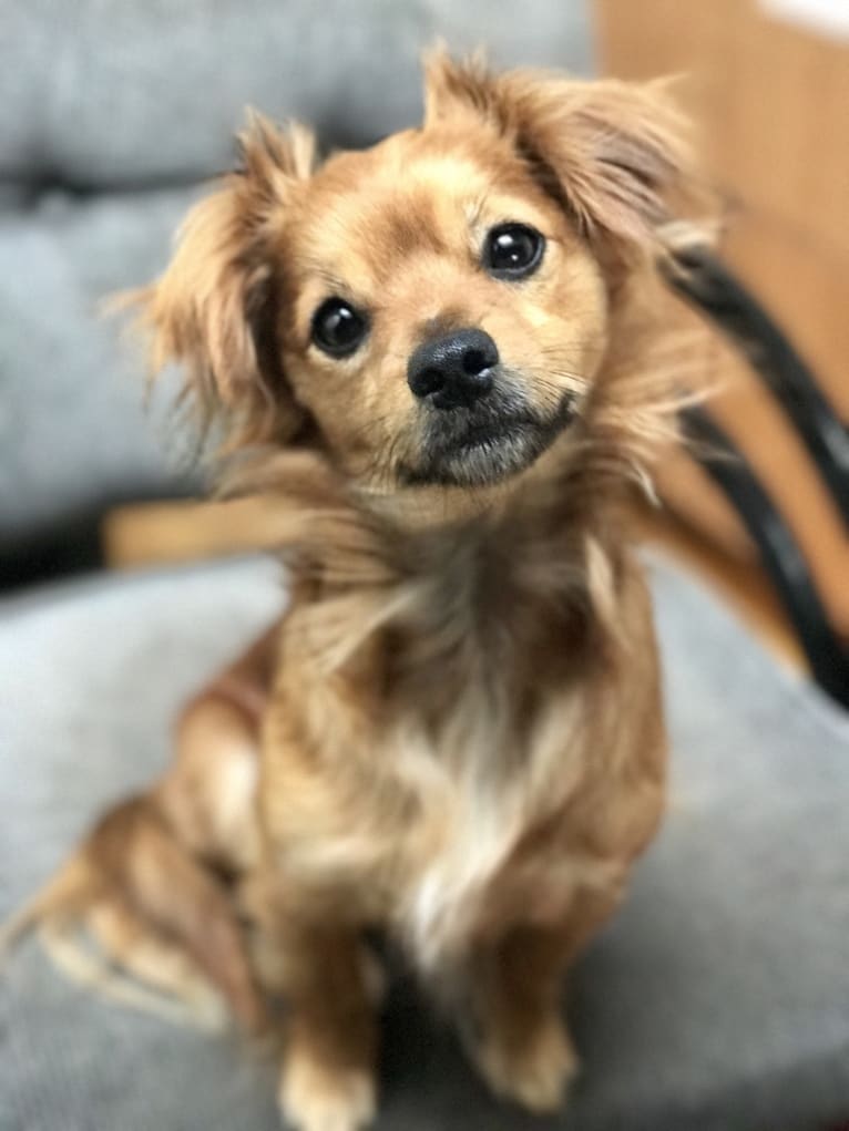Wrigley, a Chihuahua and Poodle (Small) mix tested with EmbarkVet.com