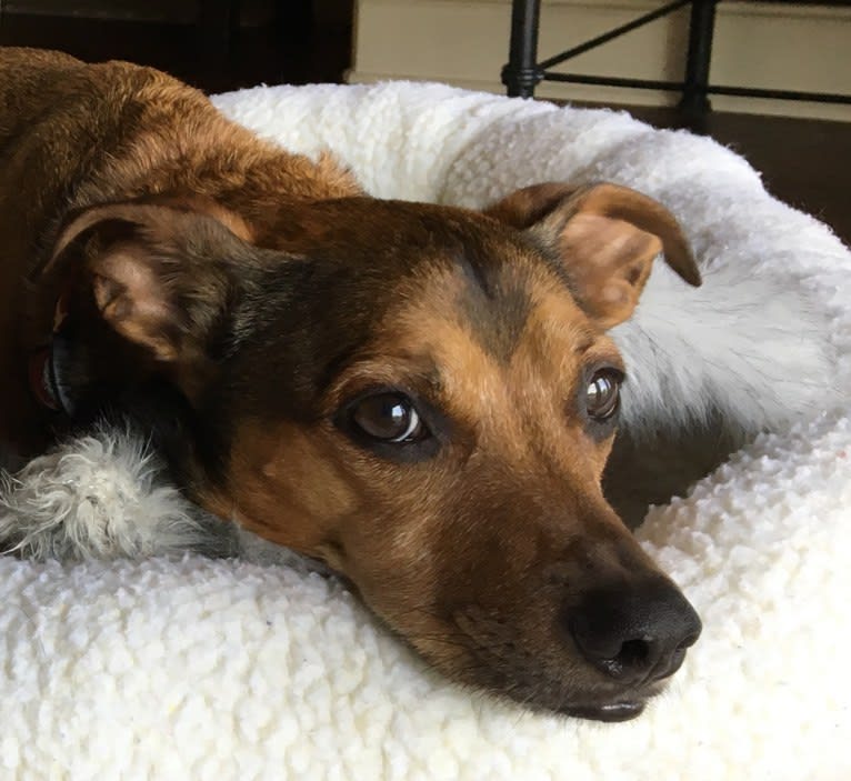 Leroy, a Dachshund and Boston Terrier mix tested with EmbarkVet.com