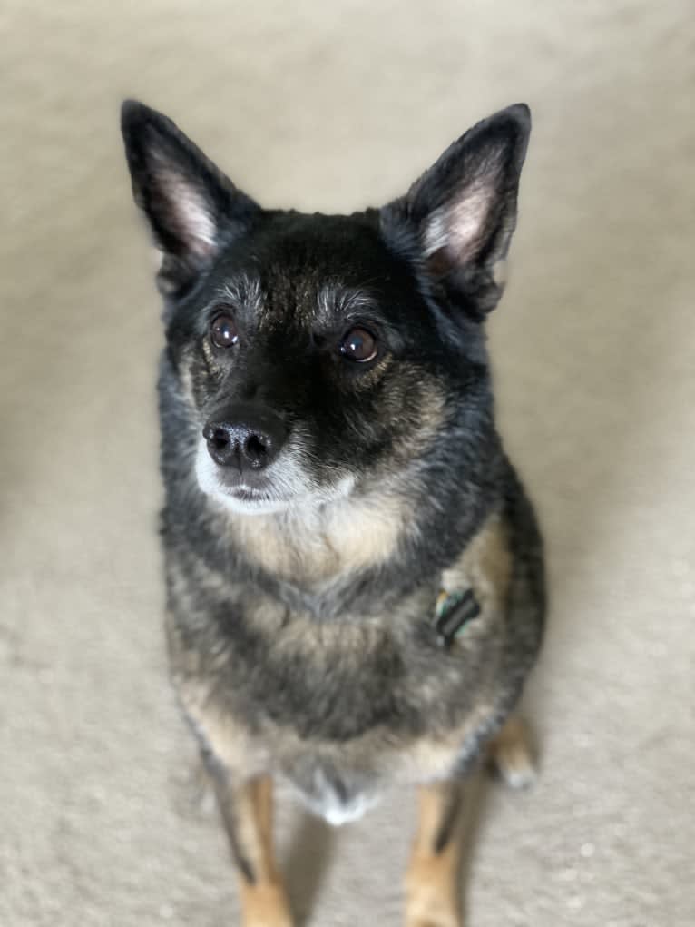 Brutus, a Norwegian Elkhound and Australian Cattle Dog mix tested with EmbarkVet.com