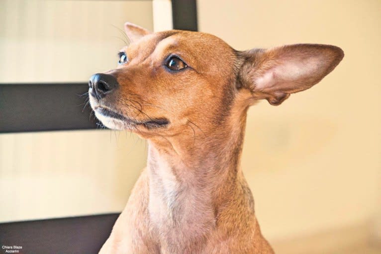 Phoebe, an European Village Dog and Miniature Pinscher mix tested with EmbarkVet.com