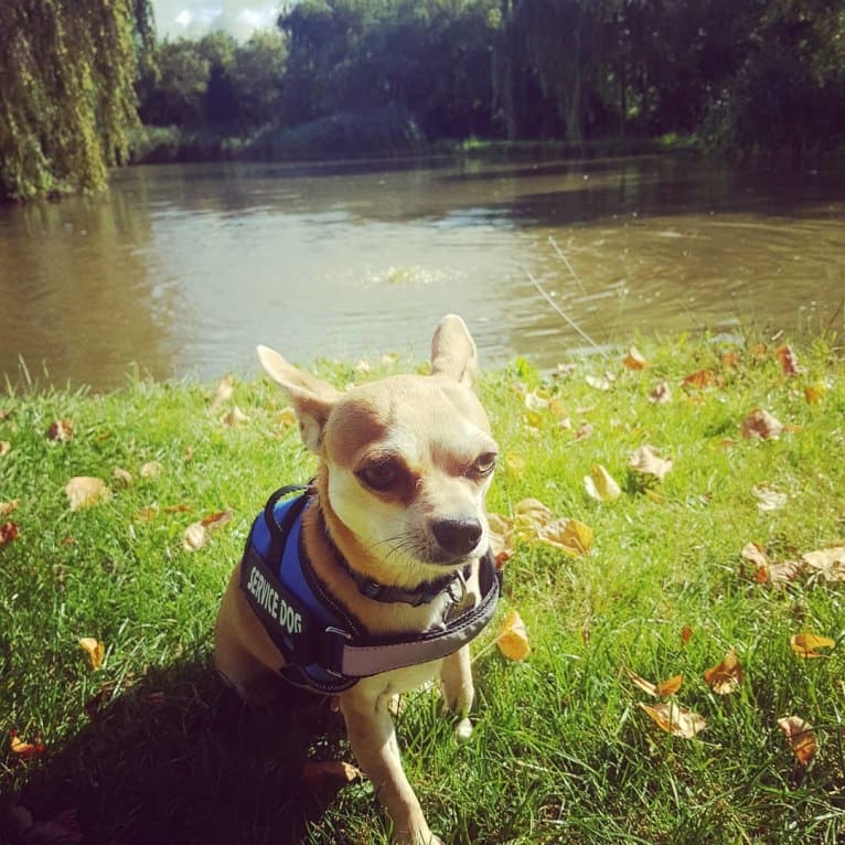 JOE, a Chihuahua and Yorkshire Terrier mix tested with EmbarkVet.com