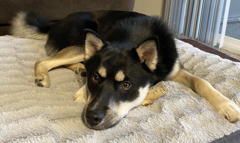 Aspen, a Siberian Husky and Pomeranian mix tested with EmbarkVet.com