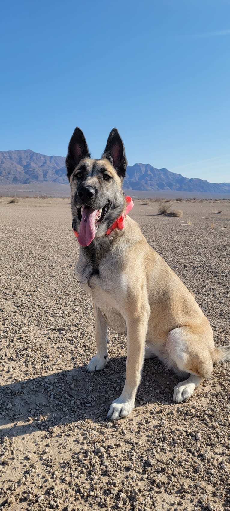 Ripley, a Belgian Malinois and Siberian Husky mix tested with EmbarkVet.com