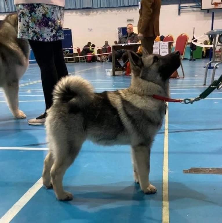 ALYS, a Norwegian Elkhound tested with EmbarkVet.com