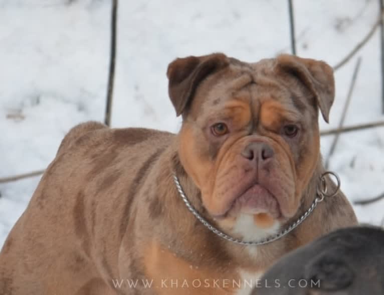 PIXEL, an Olde English Bulldogge tested with EmbarkVet.com