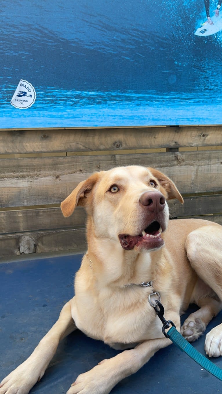 Kona, a Labrador Retriever and American Bulldog mix tested with EmbarkVet.com