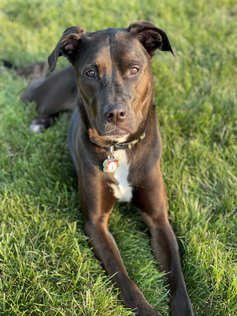 Axel, a Staffordshire Terrier and Rottweiler mix tested with EmbarkVet.com