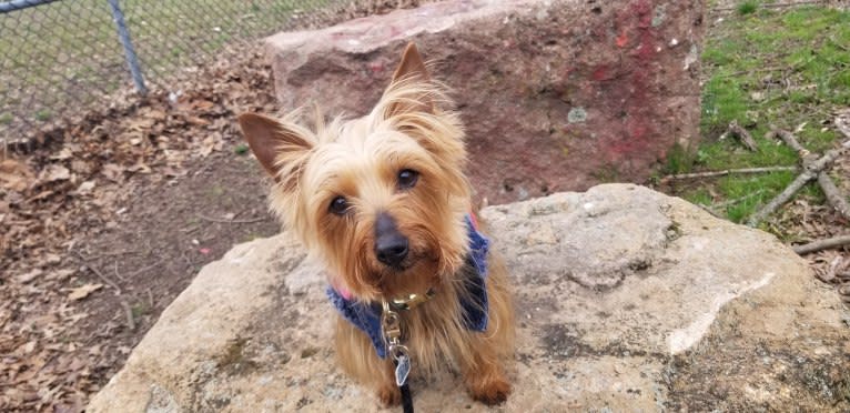 Eden, a Silky Terrier tested with EmbarkVet.com