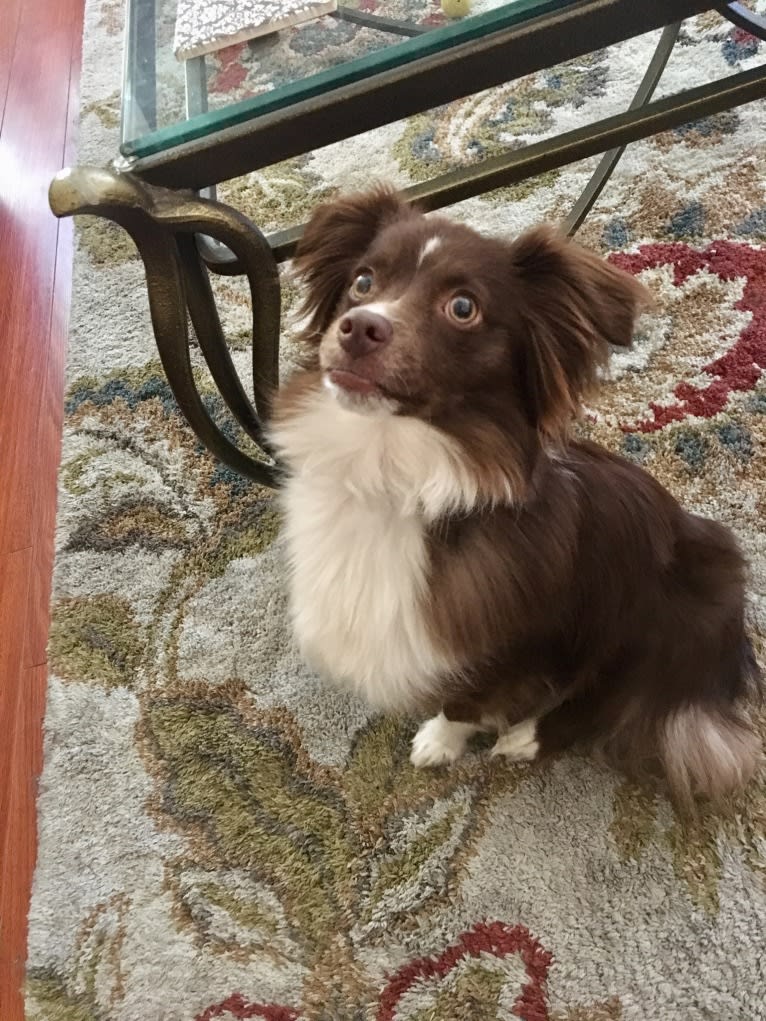 Odin, an Australian Shepherd tested with EmbarkVet.com