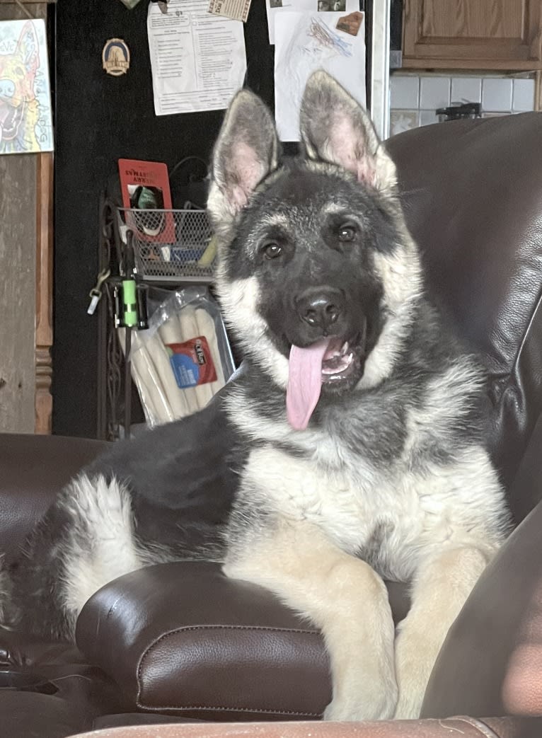 Arwen, a German Shepherd Dog tested with EmbarkVet.com