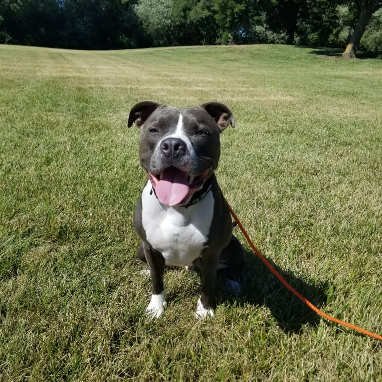 MaSiWei, an American Bully tested with EmbarkVet.com