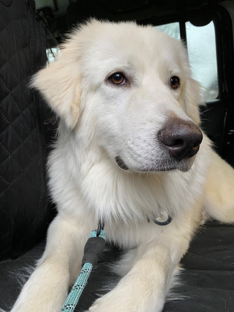 Tundra, a Great Pyrenees tested with EmbarkVet.com
