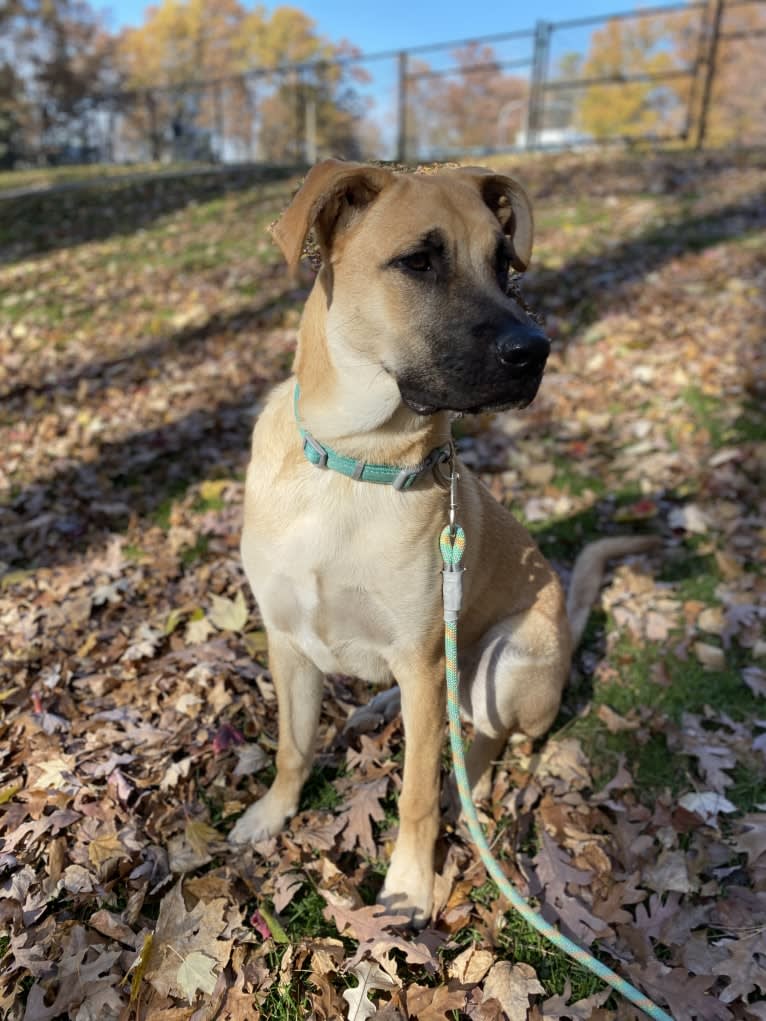 Link, a German Shepherd Dog and Boxer mix tested with EmbarkVet.com