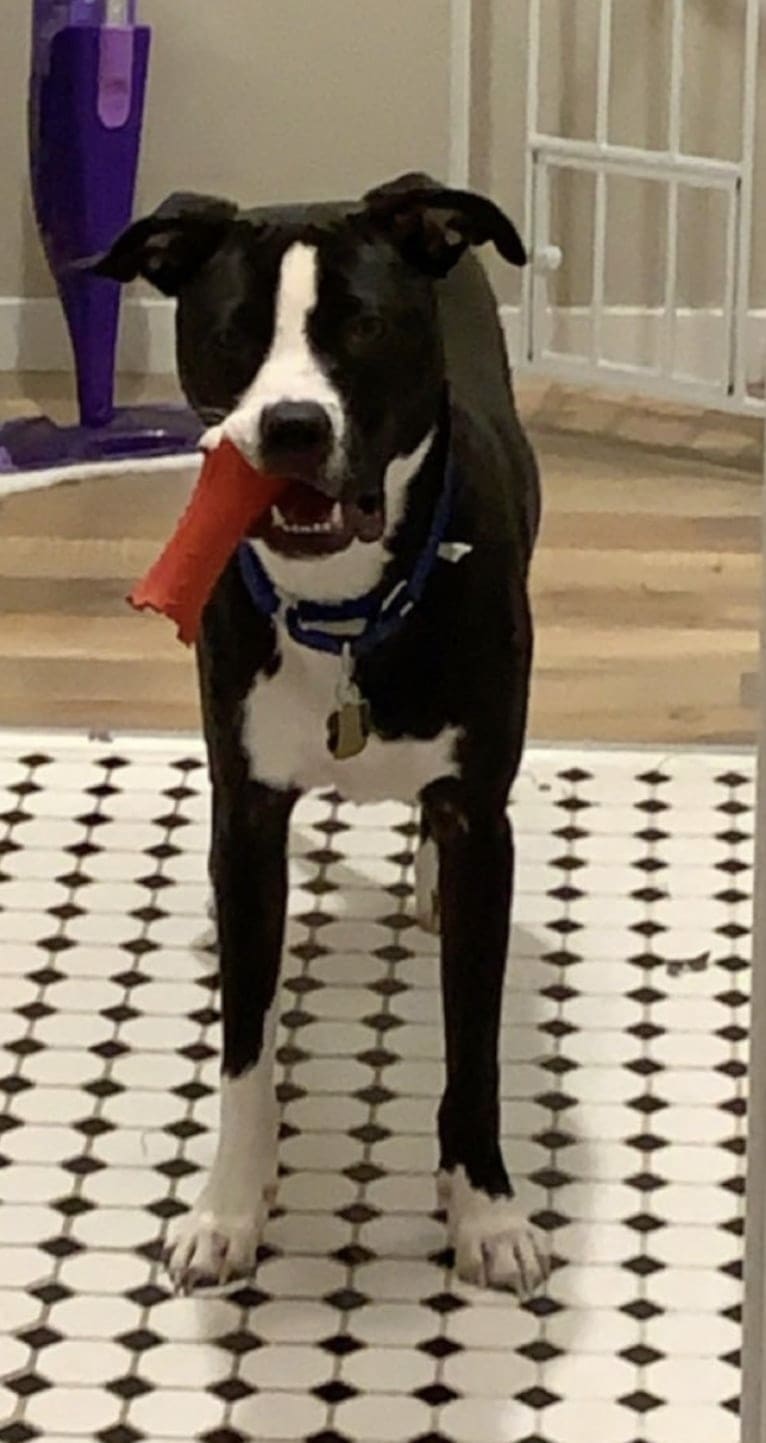 Archie, an American Pit Bull Terrier (12.0% unresolved) tested with EmbarkVet.com