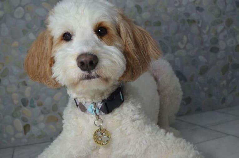 Dobby, a Goldendoodle (3.0% unresolved) tested with EmbarkVet.com