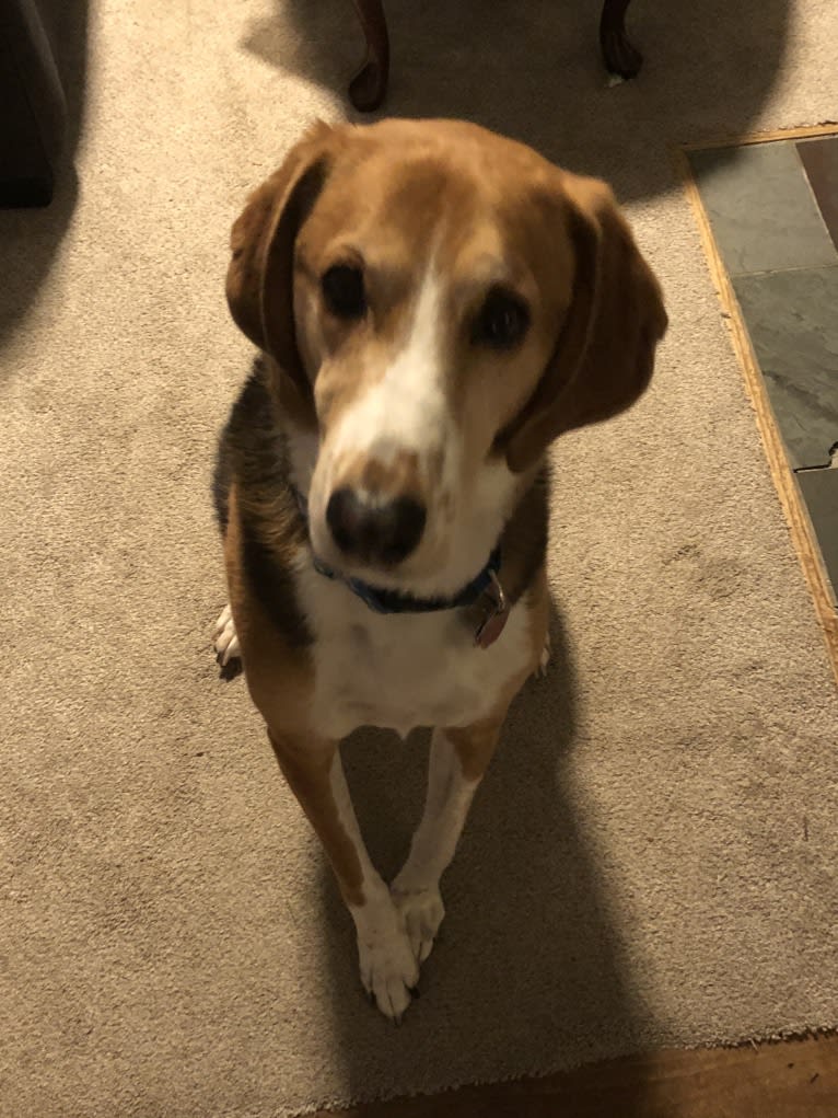 Max, an American Foxhound tested with EmbarkVet.com