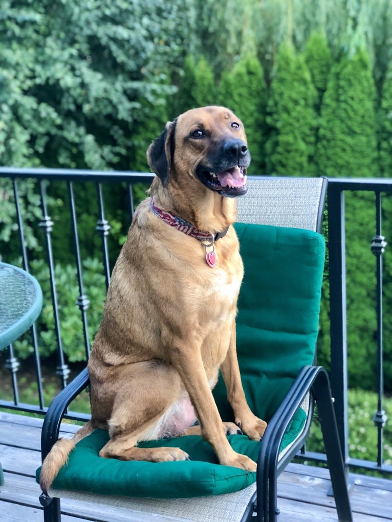 Sansa, a Labrador Retriever and German Shepherd Dog mix tested with EmbarkVet.com