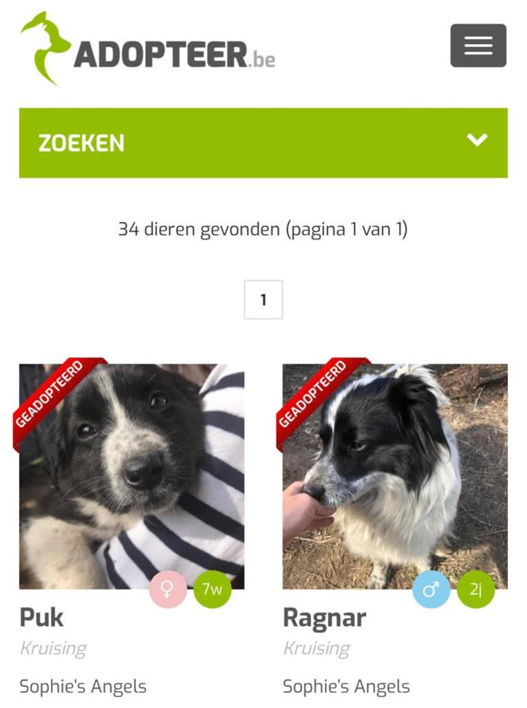 Diesel, an Eastern European Village Dog tested with EmbarkVet.com