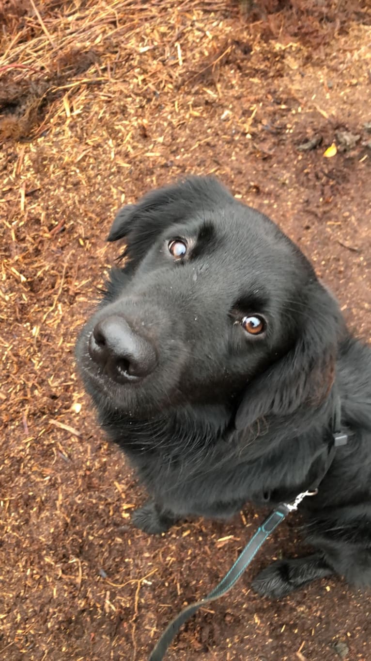 Flat coated retriever and border collie mix top