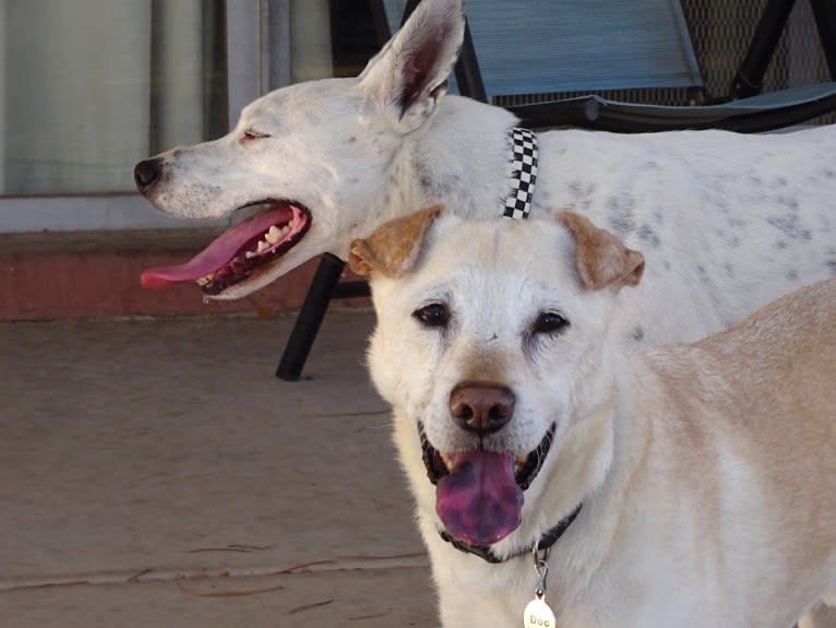 Doc, a Chihuahua and American Pit Bull Terrier mix tested with EmbarkVet.com