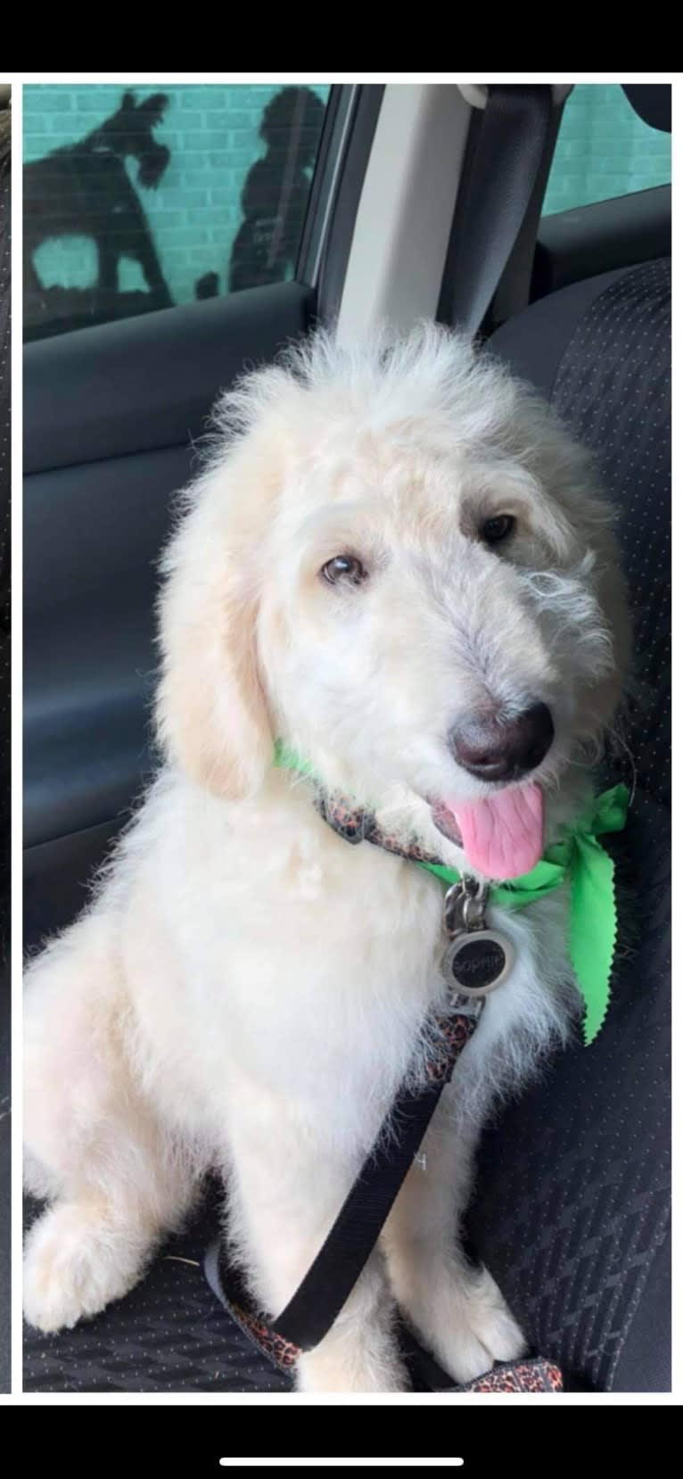 Roscoe, a Poodle (Standard) and Golden Retriever mix tested with EmbarkVet.com