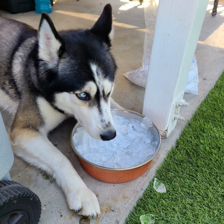 Teyla, a Siberian Husky tested with EmbarkVet.com