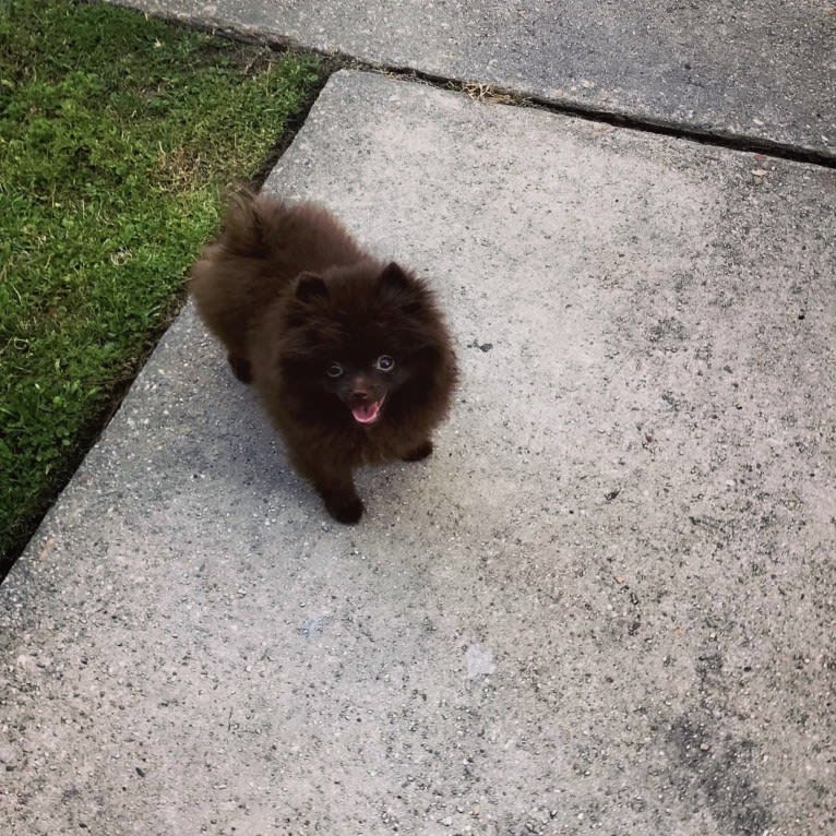 Egypt, a Pomeranian tested with EmbarkVet.com