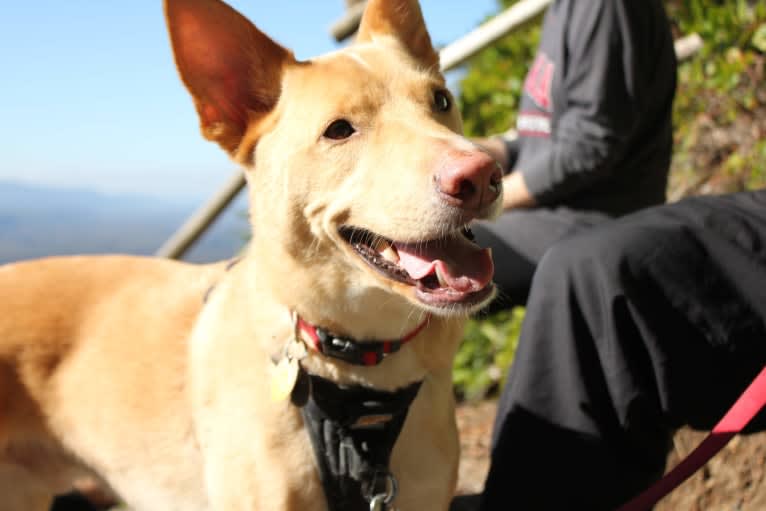 Kaladin, an American Pit Bull Terrier and Siberian Husky mix tested with EmbarkVet.com