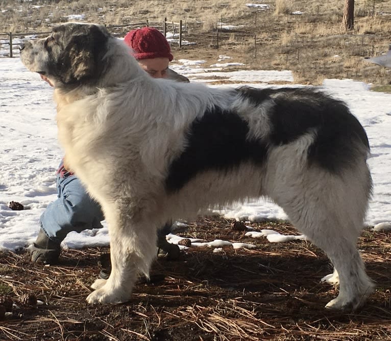 Chewbacca, a Pyrenean Mastiff tested with EmbarkVet.com