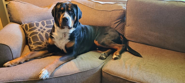 Augustus of La Sabana, a Greater Swiss Mountain Dog tested with EmbarkVet.com