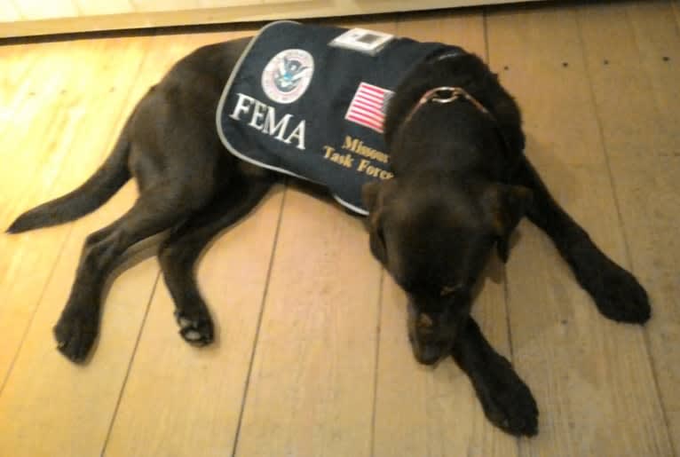 Jimmy, a Labrador Retriever and Collie mix tested with EmbarkVet.com