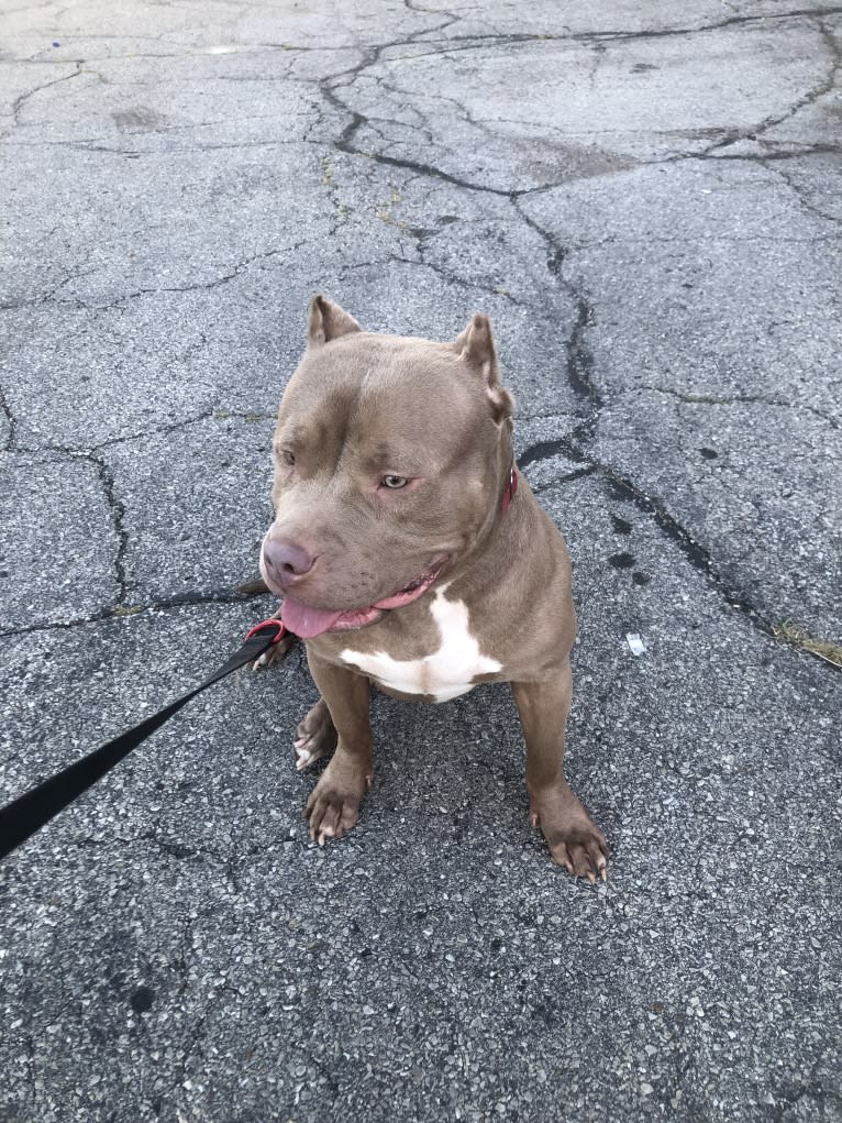 Teally, an American Bully tested with EmbarkVet.com