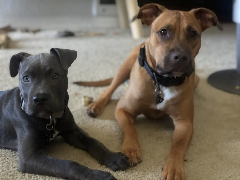 Jackson, an American Pit Bull Terrier and American Staffordshire Terrier mix tested with EmbarkVet.com