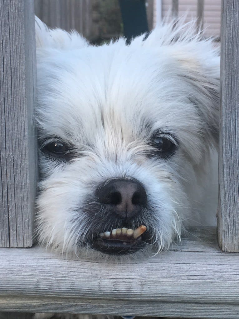 Sinbad, a Shih Tzu and Lhasa Apso mix tested with EmbarkVet.com